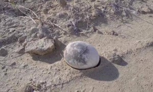 阿根廷发现7000万年前完整恐龙蛋，形似一枚煮熟的鸡