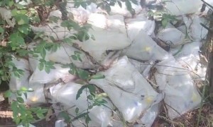 “树林发现大量丢弃药品，还有针头”？当地通报