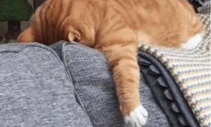 良心老黄不搞硅谷资本家那套！Groq人均套现500万美元