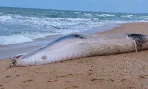海南昌江一头鲸鱼在沙滩搁浅，体长12.2米，当地：发现时已经死亡